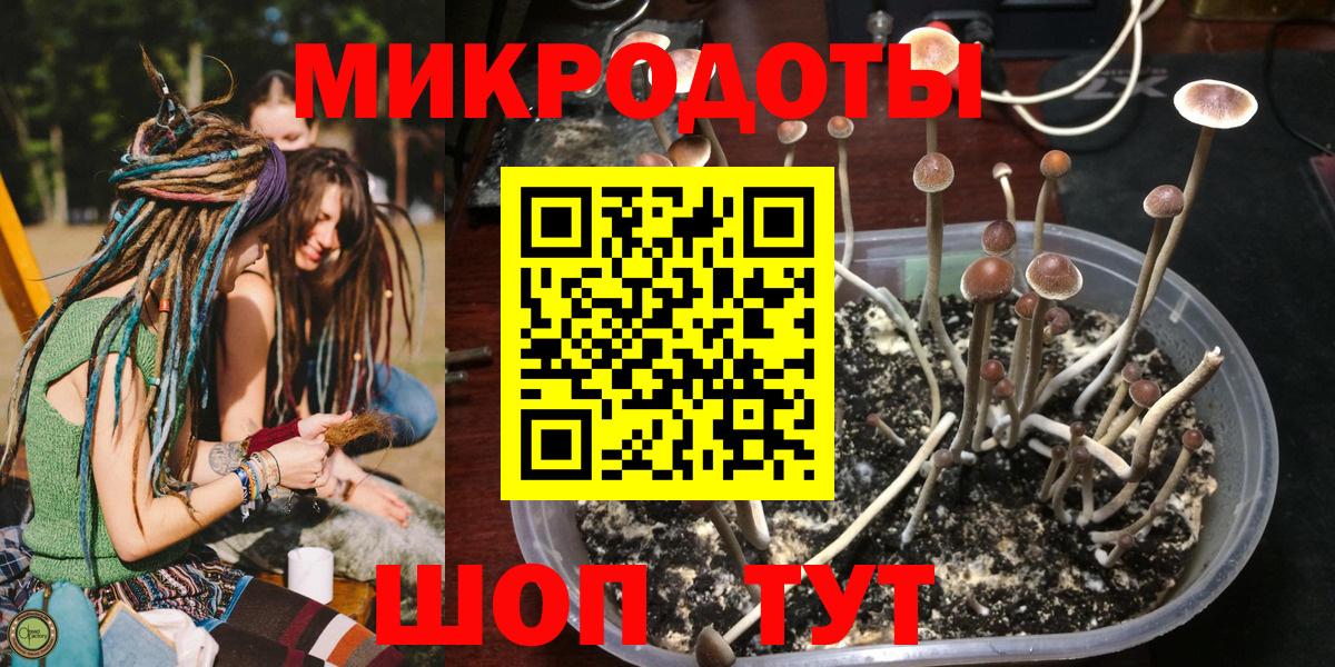 Галлюциногенные грибы Psilocybine cubensis Сертолово